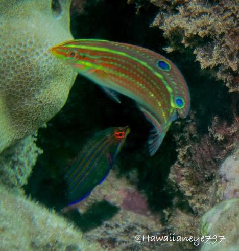 Two small fish swim close to one another at a crevice at an ocean reef. The fish at top is orange and neon green; the other is dark with faint horizontal lines running the length of its body. The lower fish as red eyes.