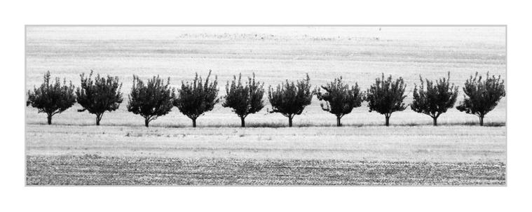 Ultra-wide black-and-white photograph. A row of ten small trees runs horizontally across the middle of the frame, evenly spaced and similar in height, their dark trunks and dense rounded crowns standing out against the pale fields behind them. The surrounding landscape is reduced to broad horizontal bands of light-toned farmland, with subtle changes in texture and tone from foreground to background.