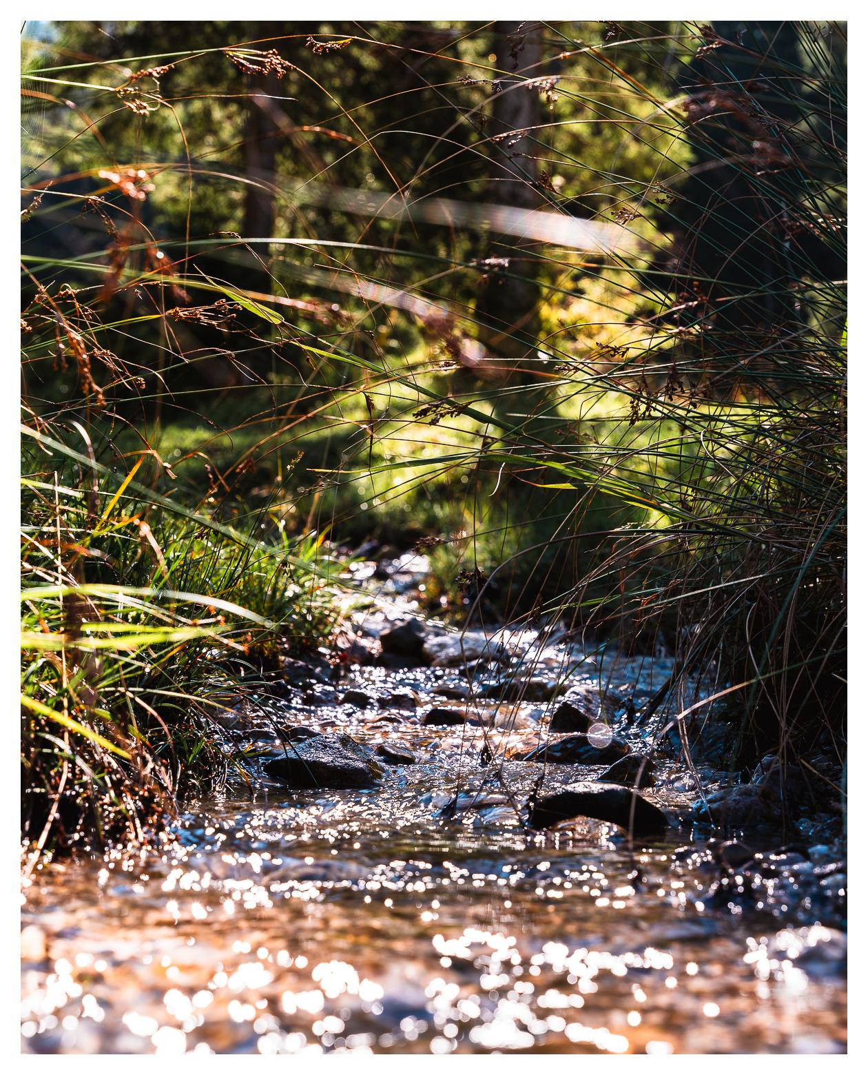 Ein kleiner Bach fließt über eine Wiese zwischen Gräsern vorbei. Im Hintergrund bäume. Das Wasser glitzert durch das Sonnenlicht.
