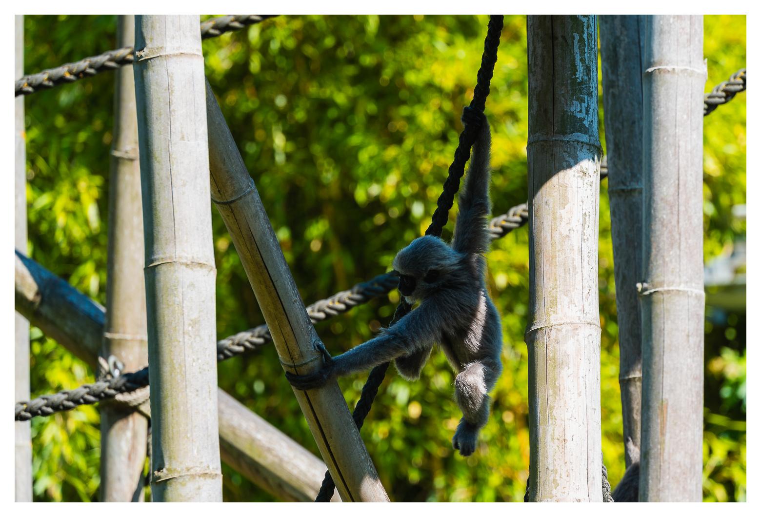 Silbergibbonjunges tollt auf einem Gerüst herum.