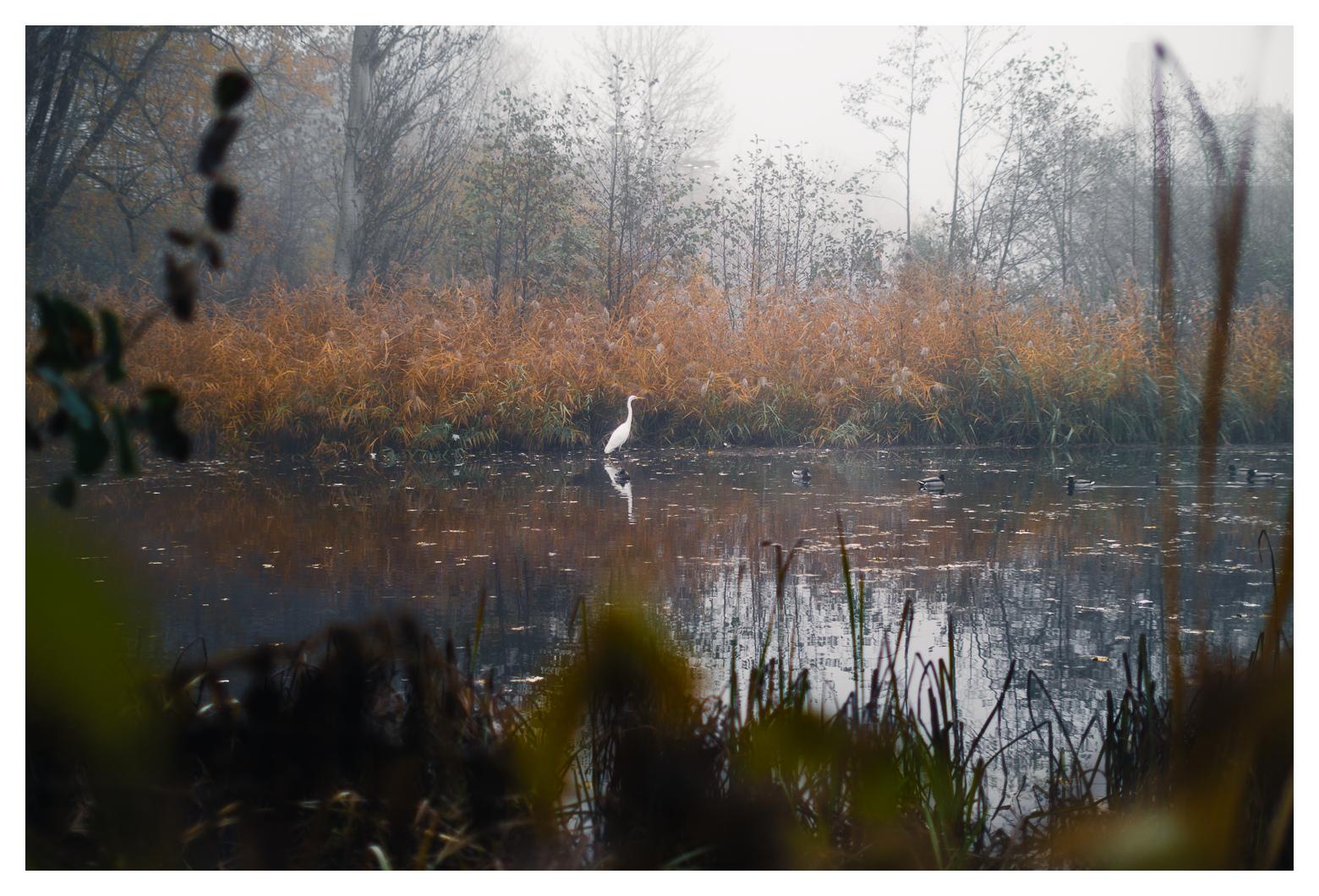 Ein Silberreiher lümmelt lustlos in einem kleinen See herum. Um ihn herum braun/graue Pflanzen, Nebel, November.