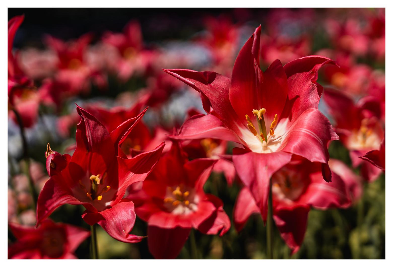 Tiefrote Tulpenblüten.