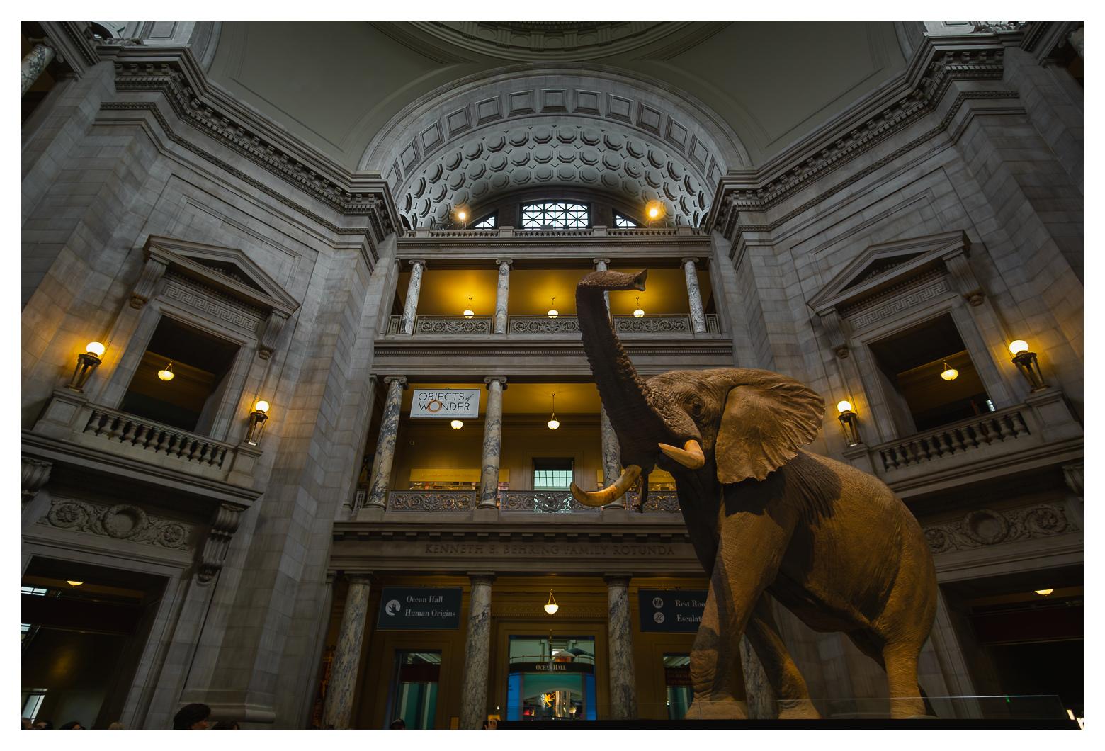 Ein ausgestopfter afrikanischer Elefant mit erhobenem Rüssel steht auf einem flachen Podest in einer großen Säulenhalle.